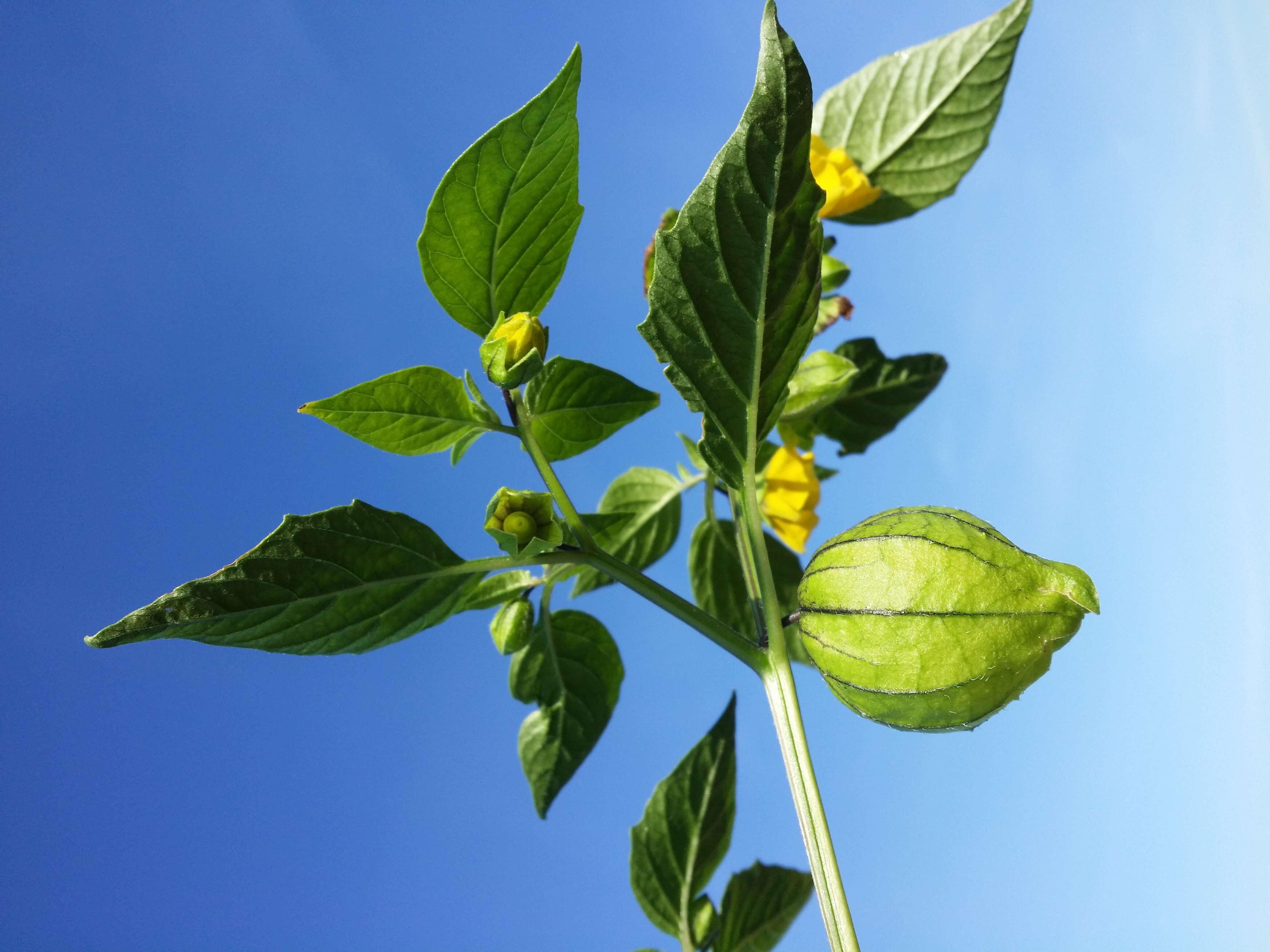 Image of Mexican groundcherry