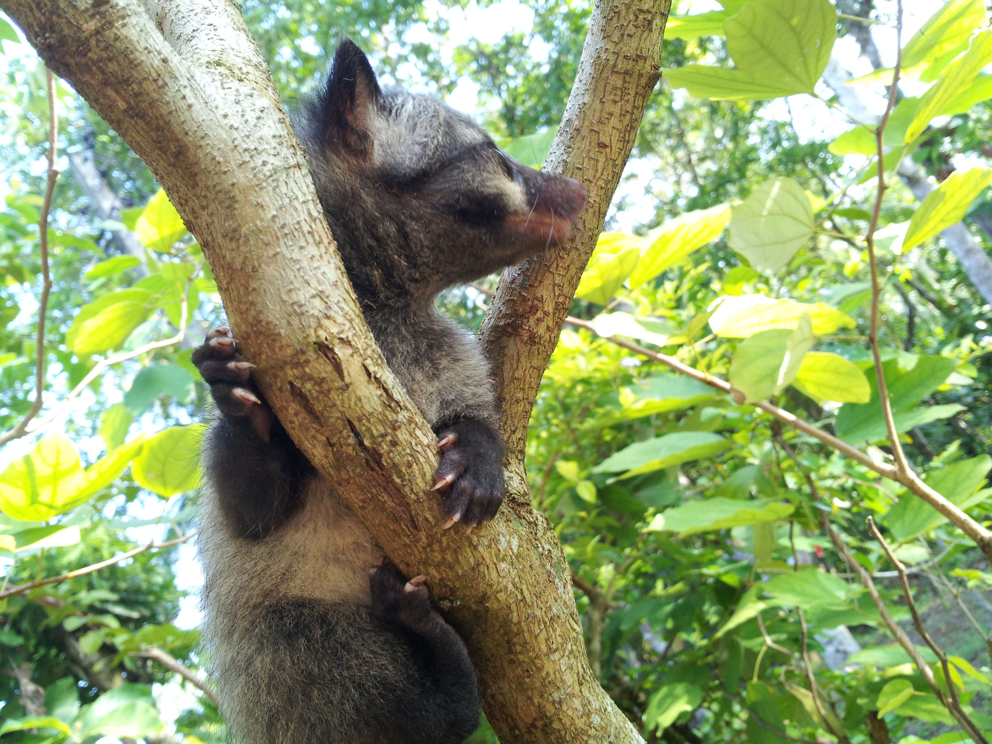 Image of Common palm civet