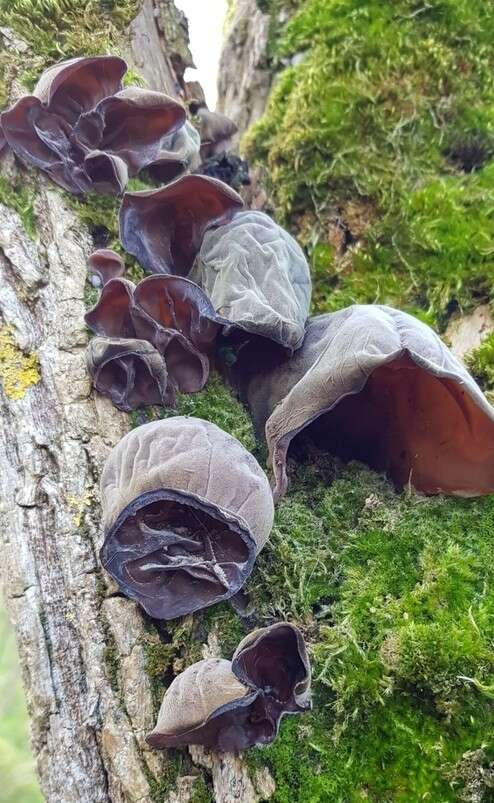 Image of ear fungus