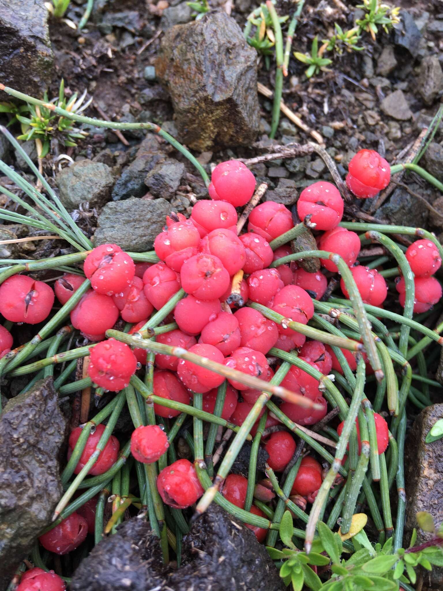 Image of Ephedra monosperma J. G. Gmel. ex C. A. Mey.