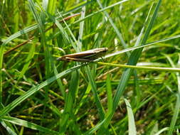 Image of Large marsh grasshopper