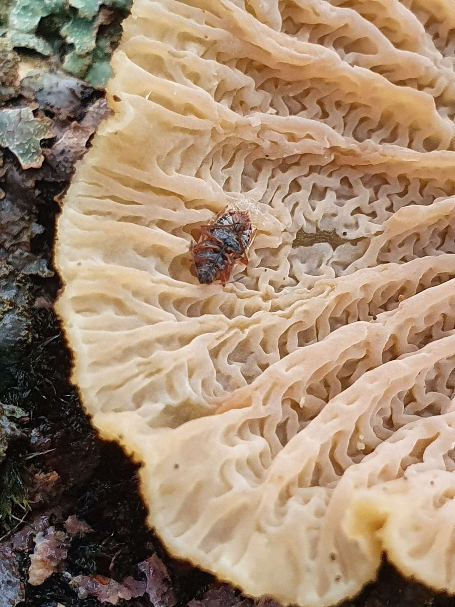 Image of Birch Catkin Bug