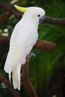 Image of Lesser Sulphur-crested Cockatoo