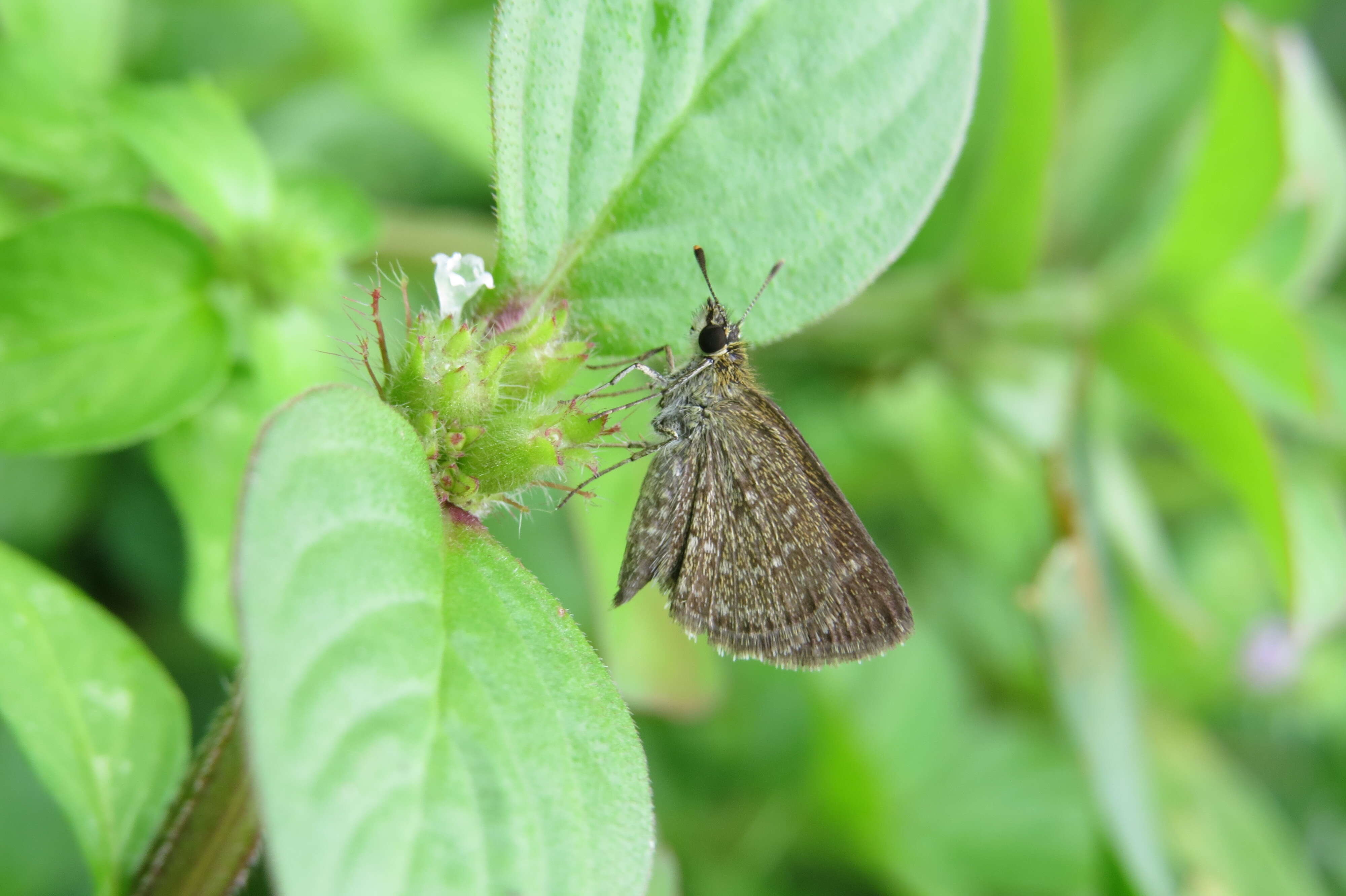 Image of Pygmy Scrub-hopper