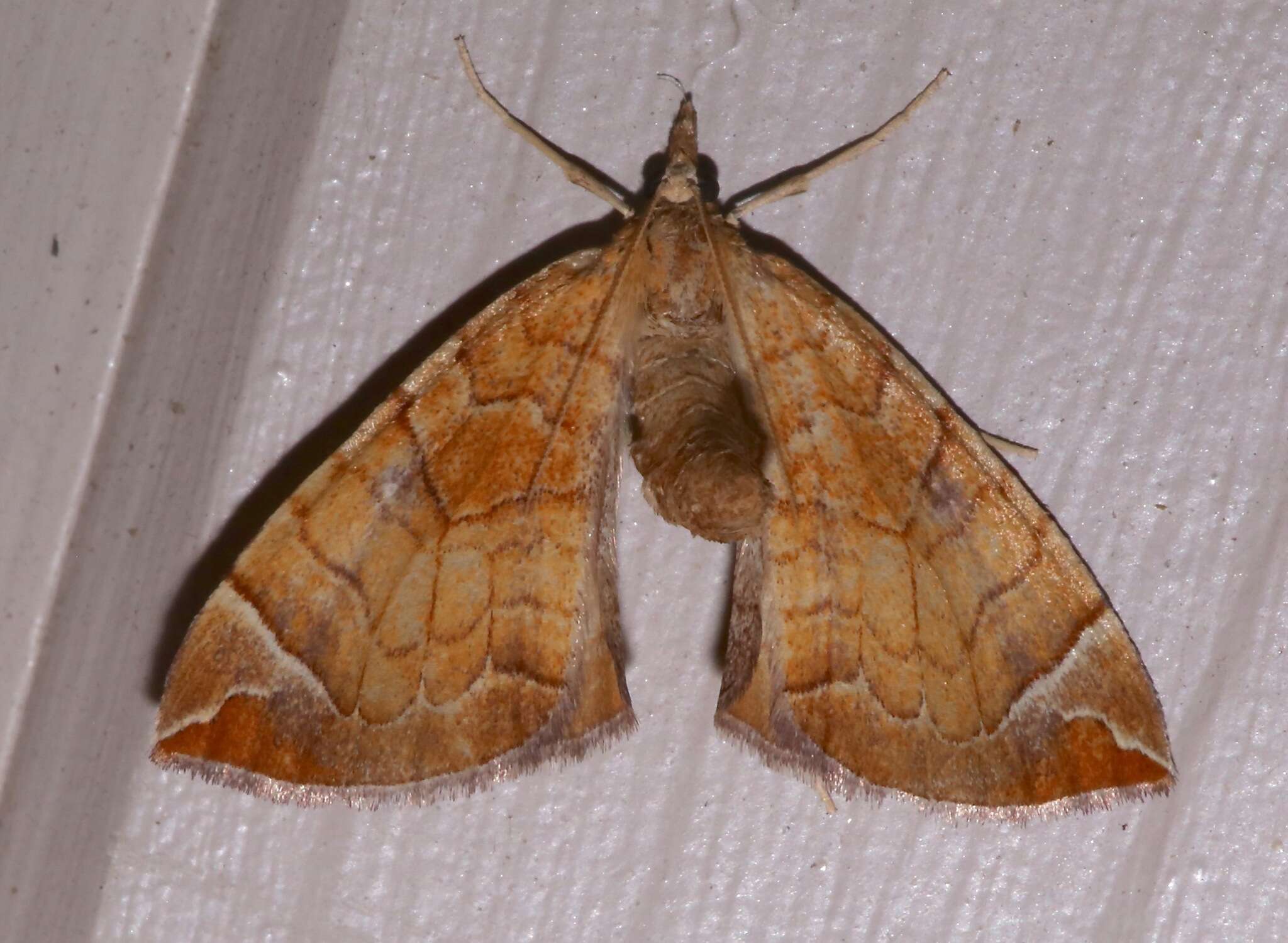 Image of Chevron Moth