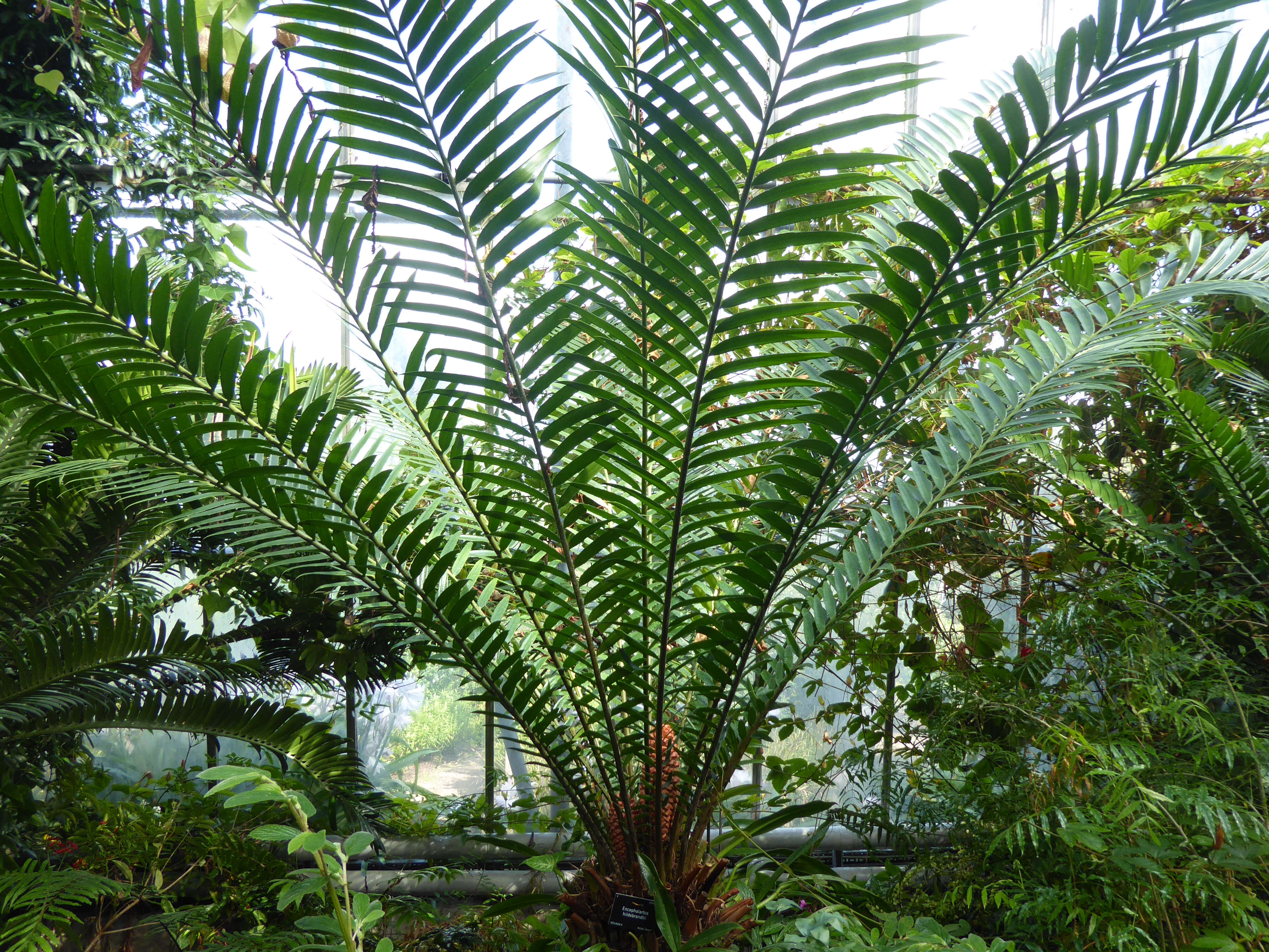 Image of Mombasa Cycad