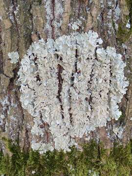 Image of Common greenshield lichen