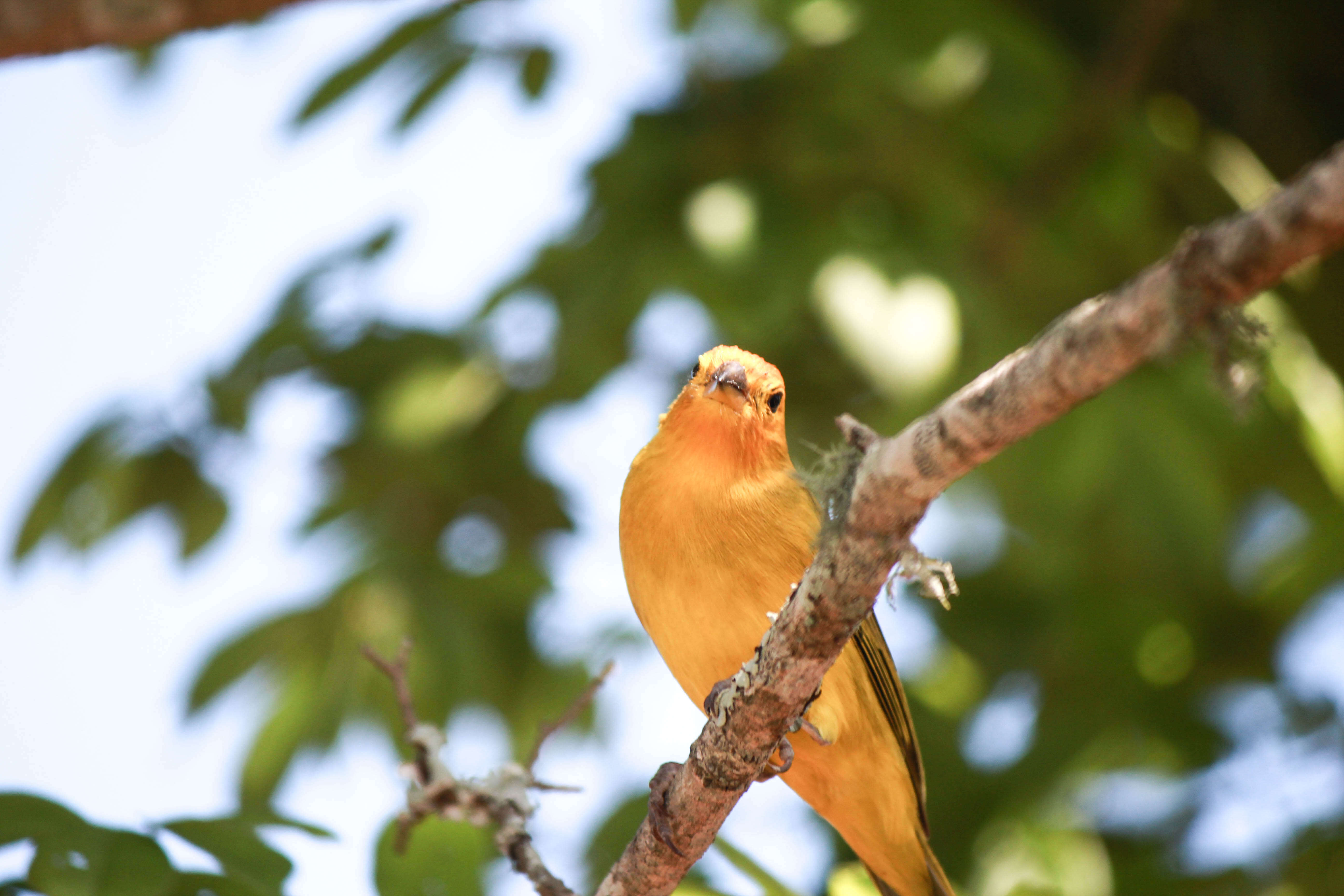 Image of Saffron Finch