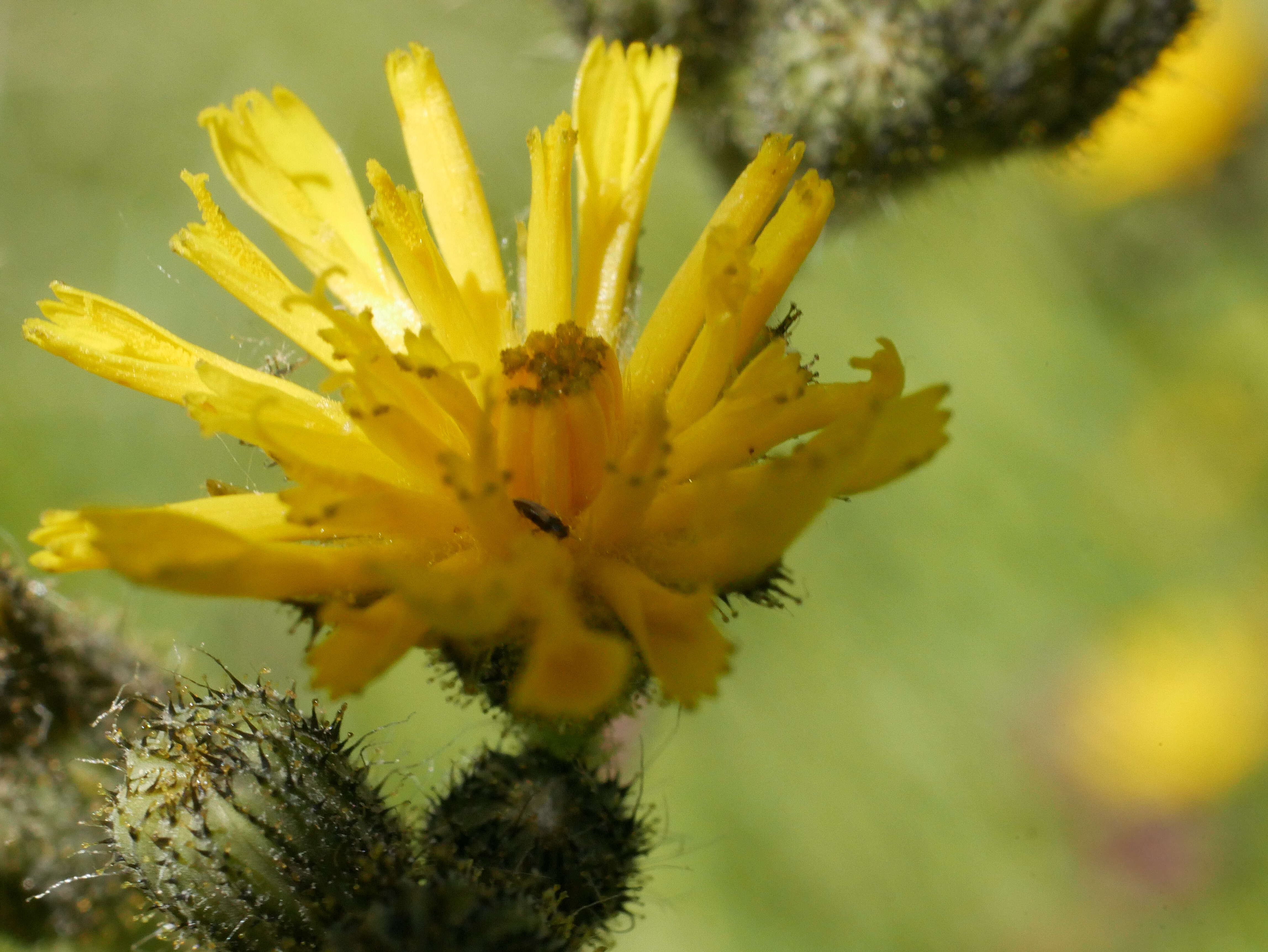 Hieracium laevigatum Willd. resmi