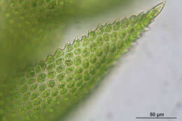 Image of tamarisk thuidium moss