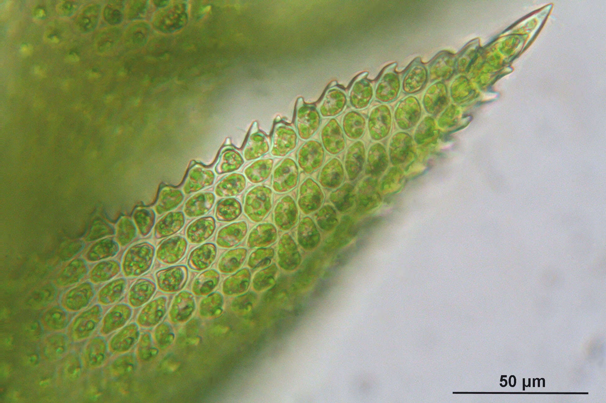 Image of tamarisk thuidium moss