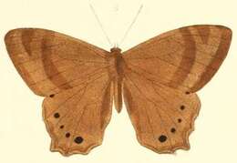 Image of Lethe serbonis Hewitson 1876