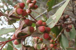 Image of Scarlett Pear Gum