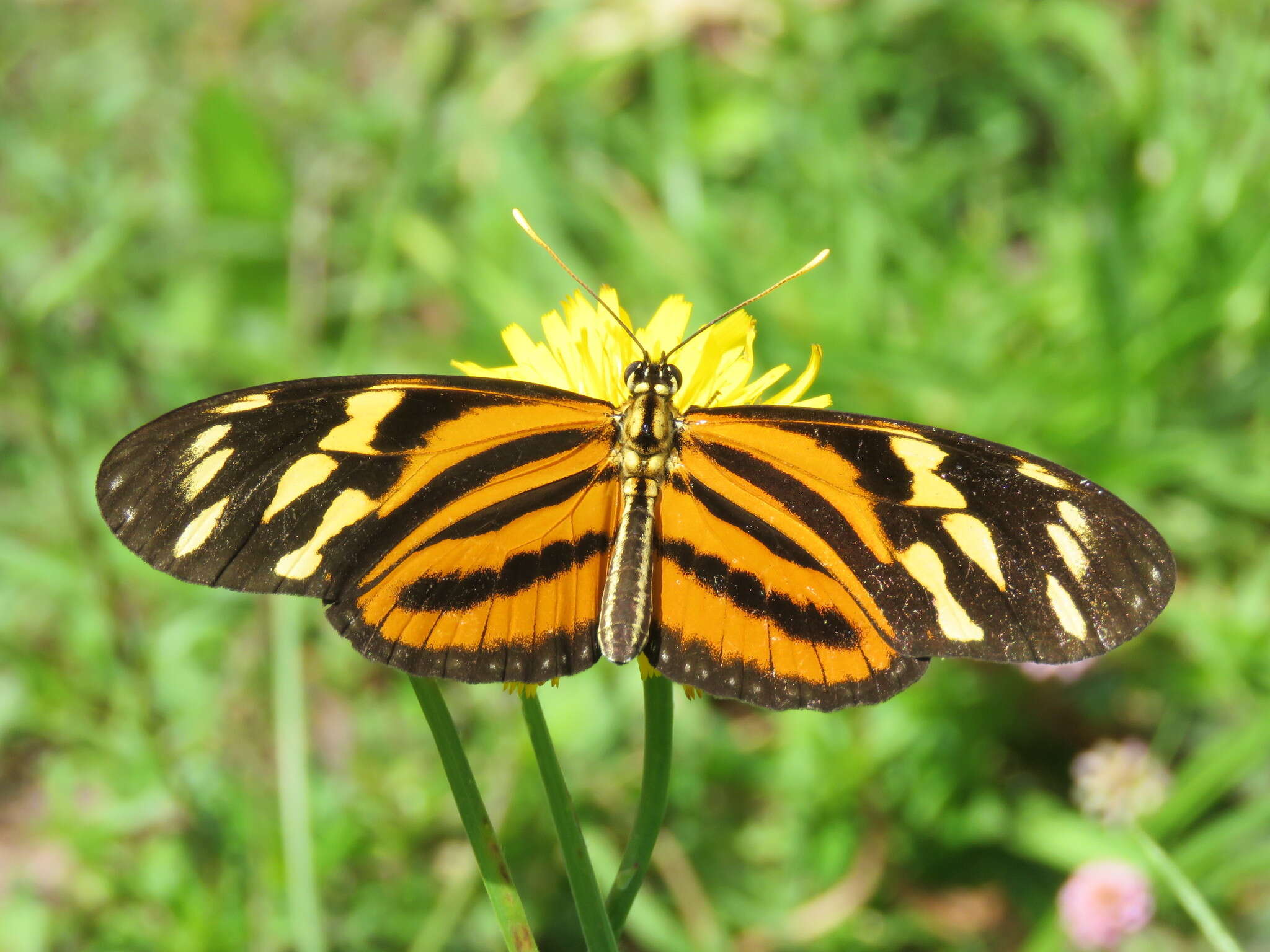 Image of Isabella’s Longwing