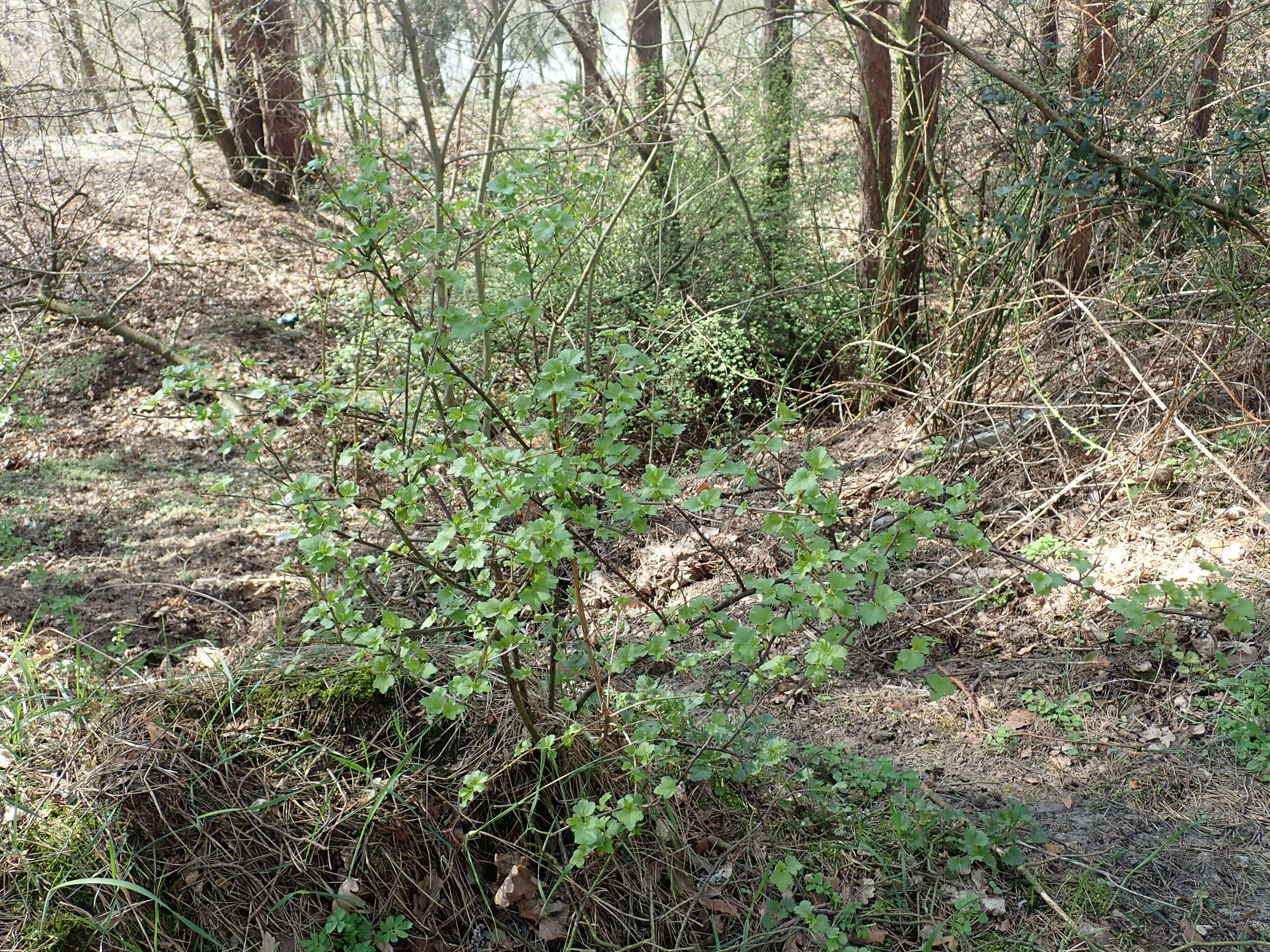 Image of Mountain Currant