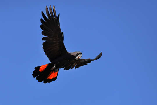 Image of Red-tailed Black-Cockatoo