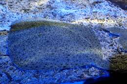 Image of turbot