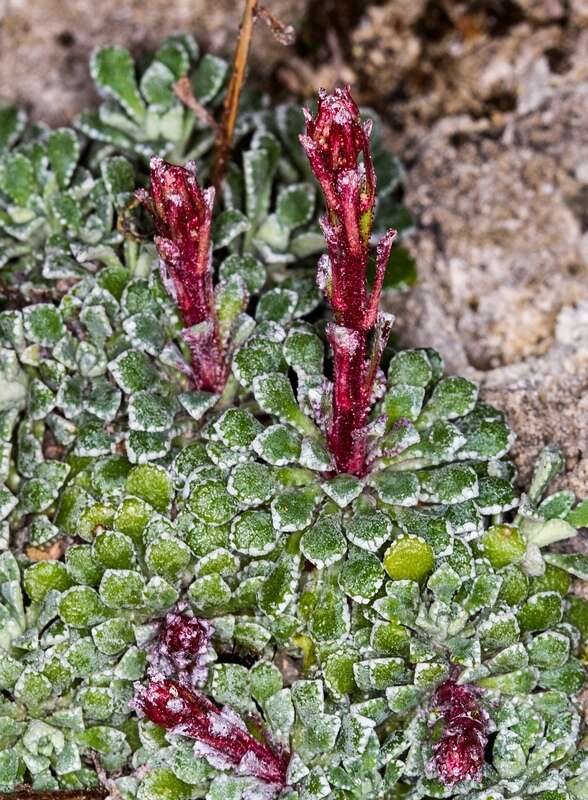 Image of Saxifraga cochlearis Rchb.