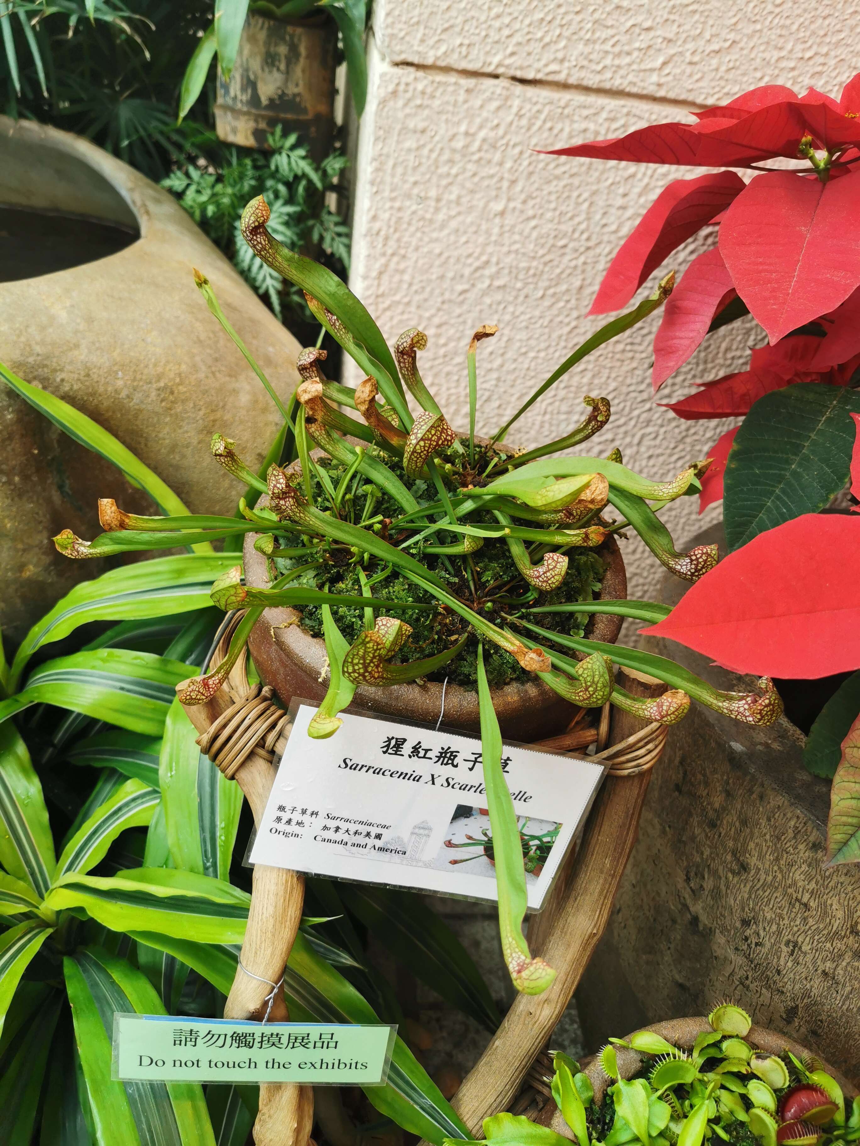 Image of pitcher plants