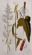 Image of Rumex abyssinicus Jacq.