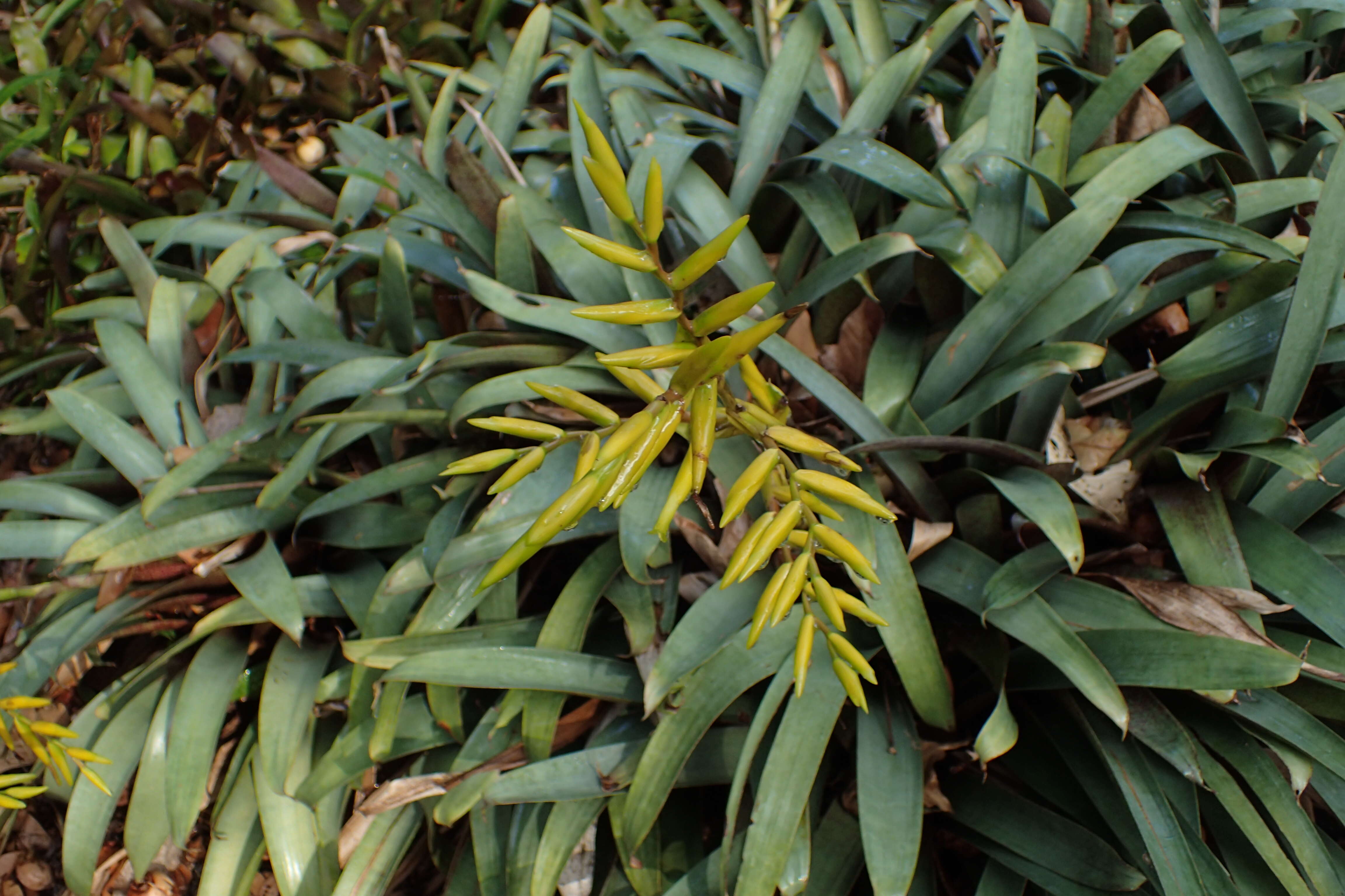 Image of Vriesea saundersii (Carrière) É. Morren