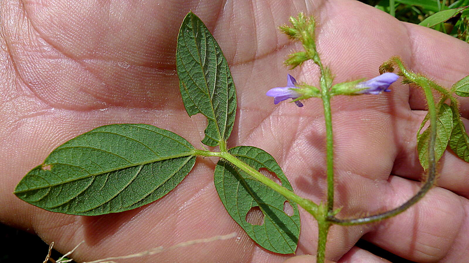 Imagem de Calopogonium mucunoides Desv.