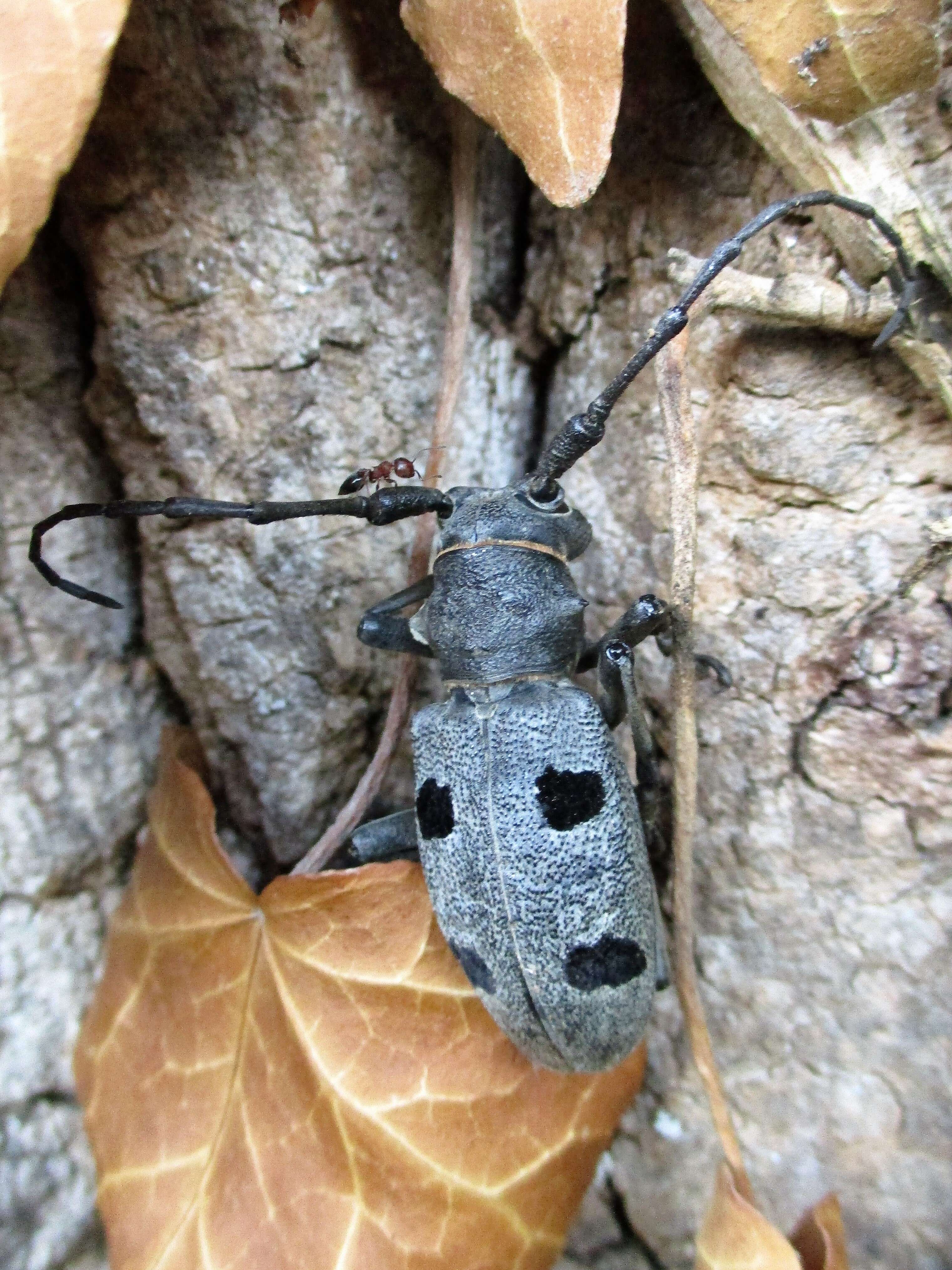 Image de Morimus funereus Mulsant 1862