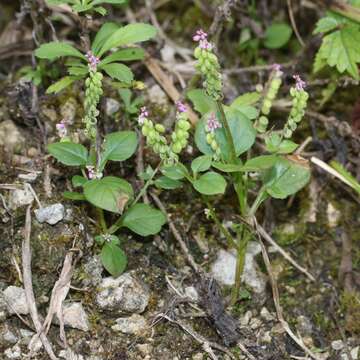 Image of Polygala tatarinowii Regel