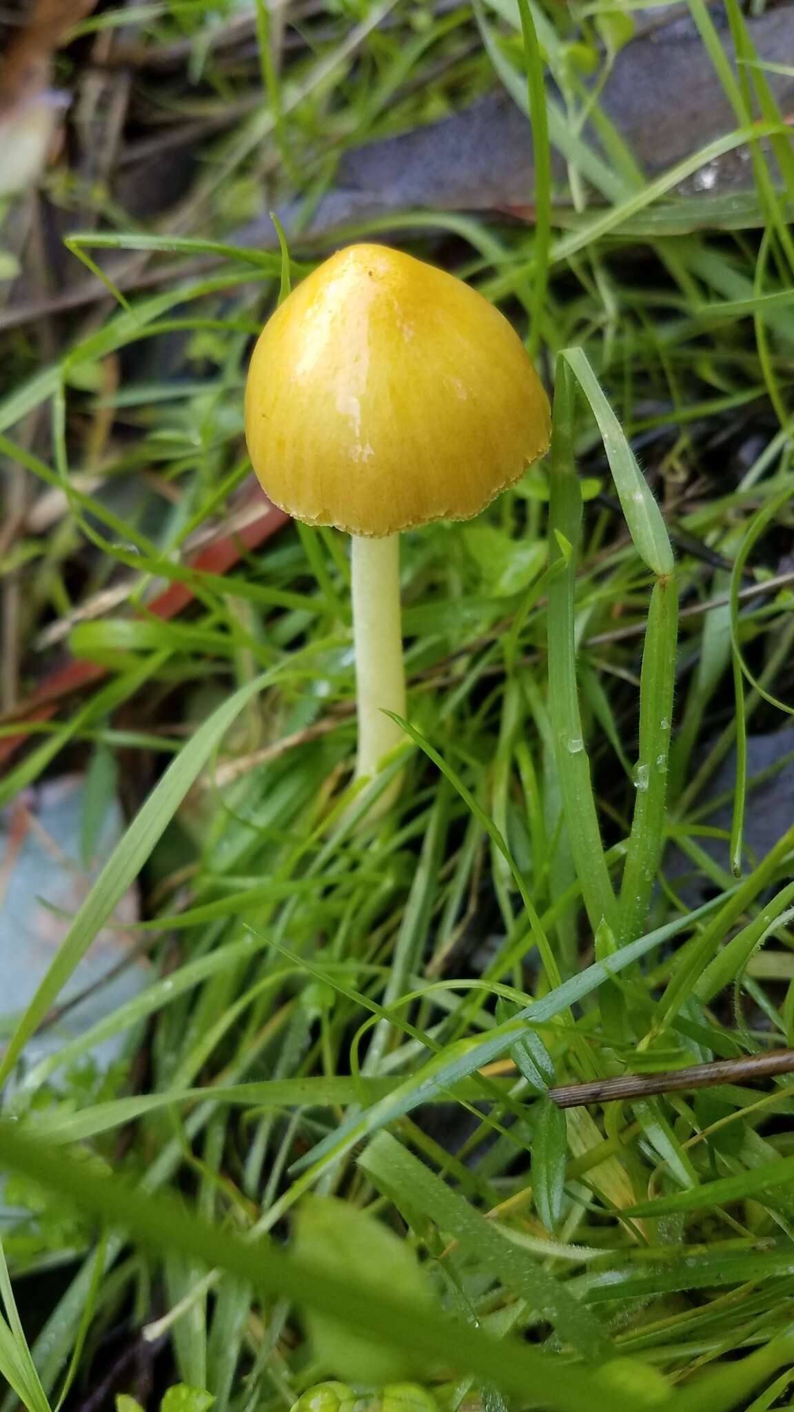 Image of Yellow Fieldcap