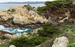 Image of Monterey cypress