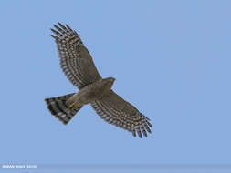 Image of Eurasian Sparrowhawk