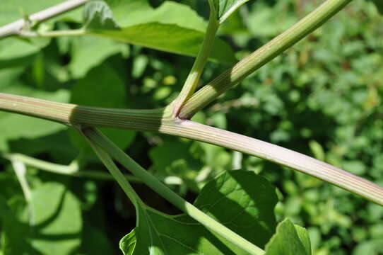 Image of common burdock