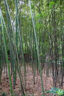 Phyllostachys tianmuensis Z. P. Wang & N. X. Ma resmi