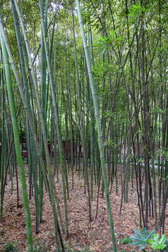 Phyllostachys tianmuensis Z. P. Wang & N. X. Ma resmi