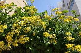 Image of creeping groundsel