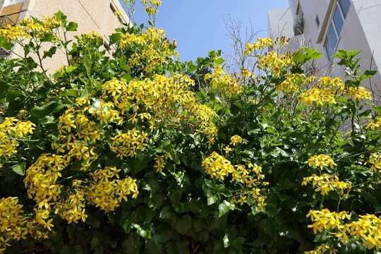 Image of creeping groundsel