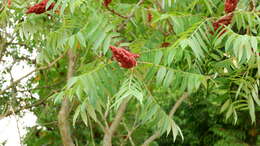 Image of staghorn sumac