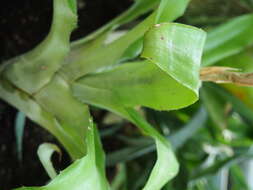 Image of Aechmea squarrosa Baker