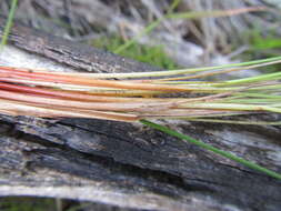 Image of bog-rush