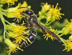 Image of Ancistrocerus antilope (Panzer 1789)