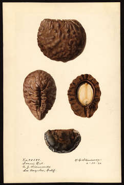 Image of souari nut