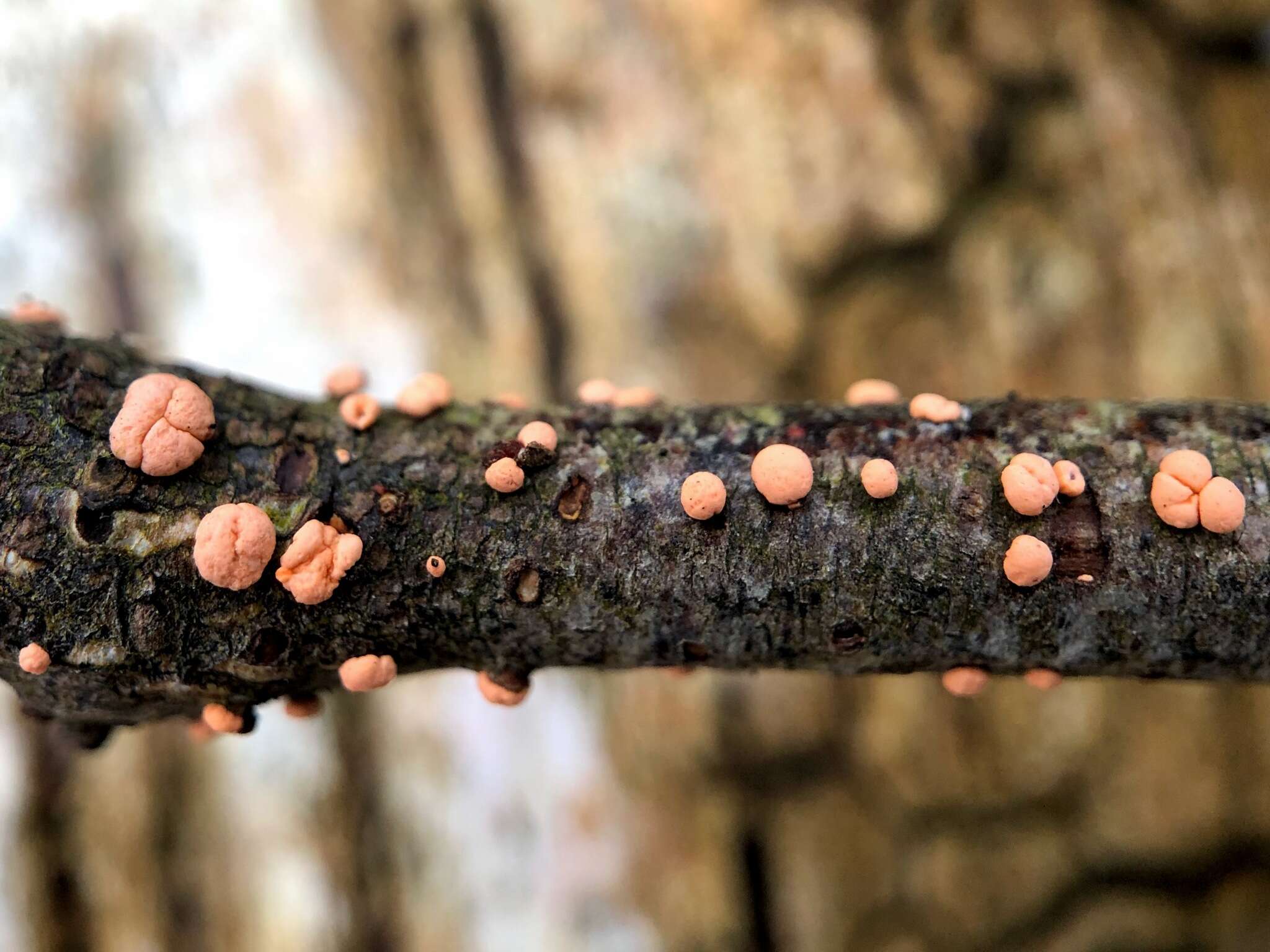 Image of Nectria cinnabarina (Tode) Fr. 1849