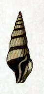 Imagem de Crassispira vexillum (Reeve 1845)
