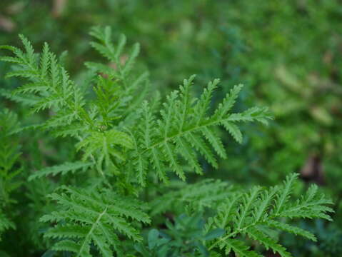 Image of common tansy