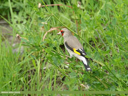 Image of European Goldfinch