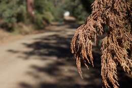 Juniperus deppeana Steud. resmi