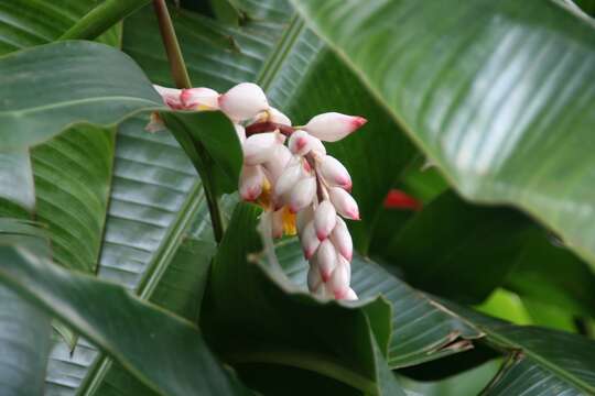 Image of Alpinia