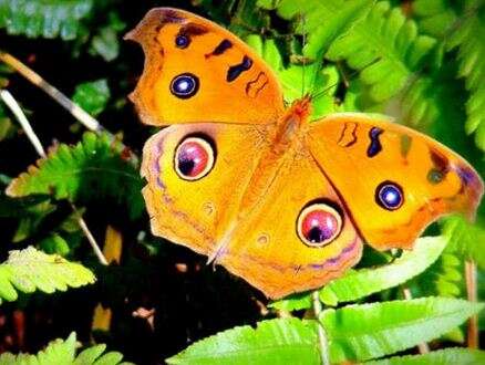 Plancia ëd Junonia almana Linnaeus 1758