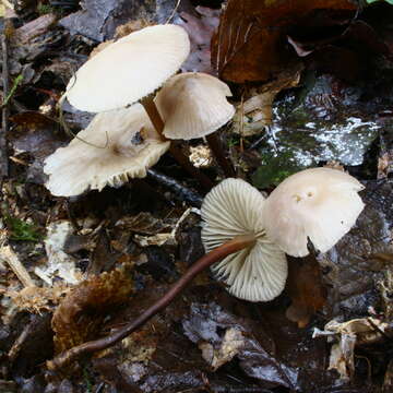 Image of Marasmius wynneae Berk. & Broome 1859