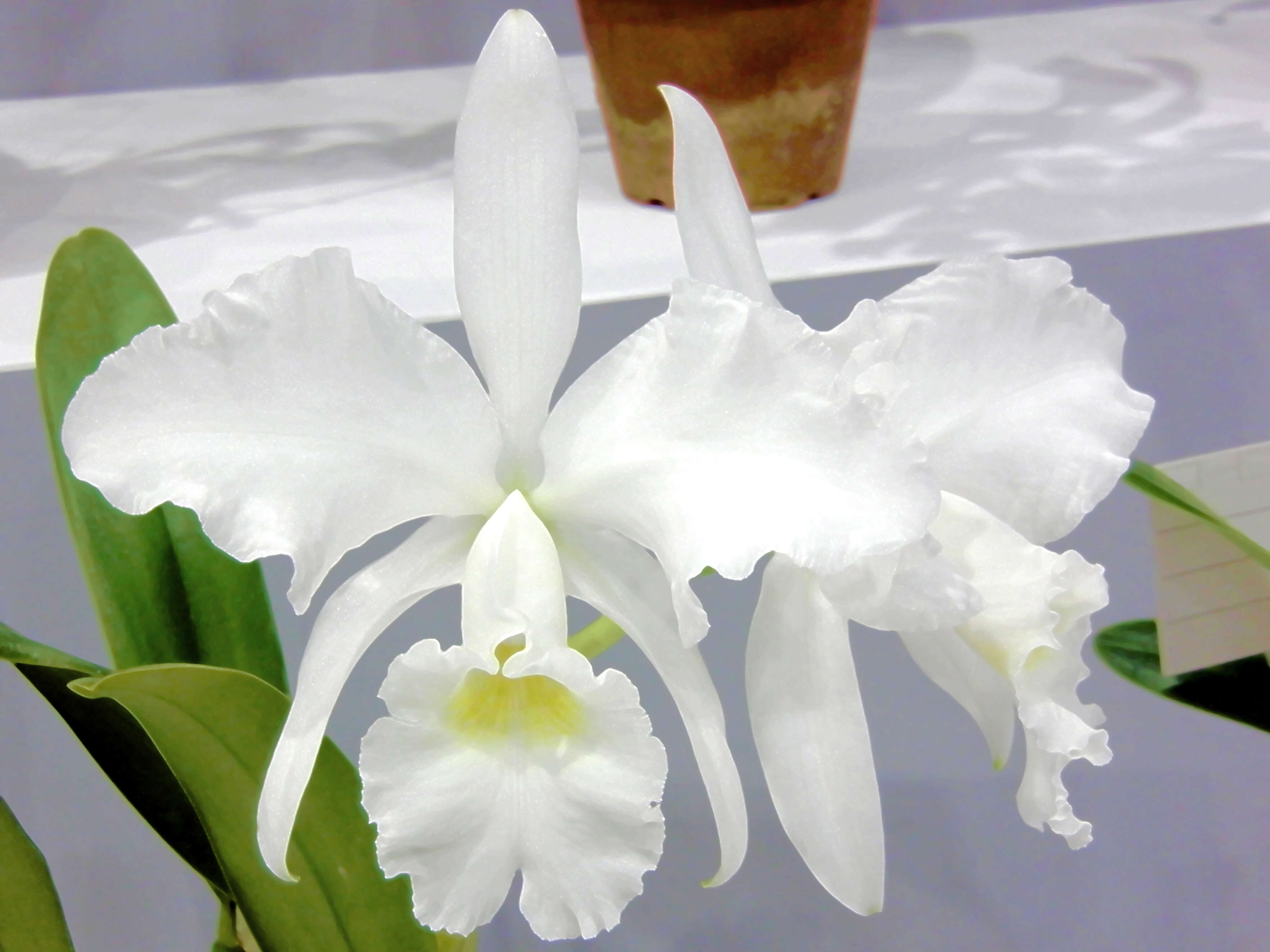 Image of Jenman's Cattleya